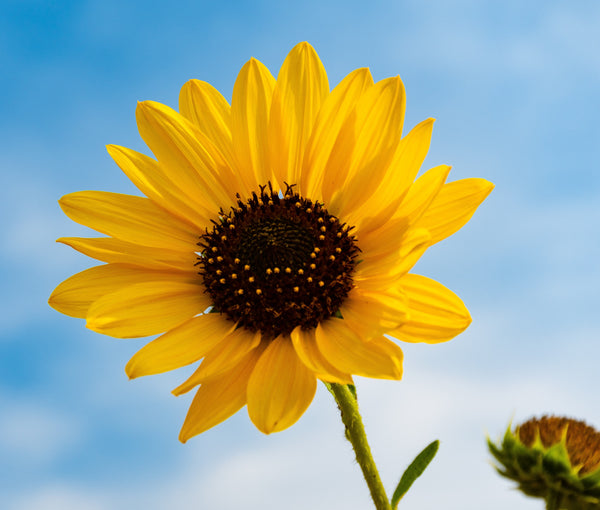 The Sunflower: A Symbol of Light & Positivity